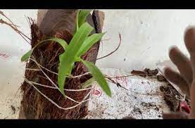 Orchid Youtube In 2020 Oncidium Orchids Oncidium Orchids