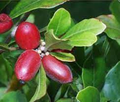 synsepalum dulcificum elif savas felsen huthut kusu meyve sebzeler doga