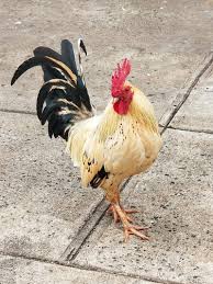 We did not find results for: Rooster Chicken Hd Mobile Wallpaper Peakpx