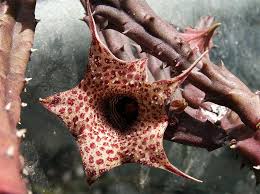 Image result for Huernia hislopii