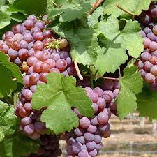 Whether you want to cultivate grape vines for their edible fruits, or grow when you move them outdoors, always make sure that there is no chance of frost and soil is consistently warm plant your vines between april and june. Vitis Grape Vines