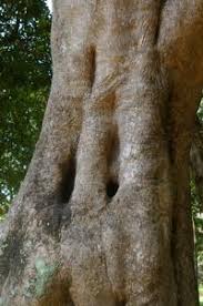 Image result for Olea capensis