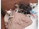 Chihuahua Puppies in Virginia - Dogs, Puppies for Sale