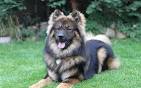 Braxena Eurasiers