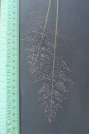 Image result for Sporobolus stapfianus