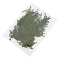 We did not find results for: Buy 50pcs Natural Real Dried Fern Leaves Pressed Diy Phone Case Decor Bookmarks At Affordable Prices Free Shipping Real Reviews With Photos Joom