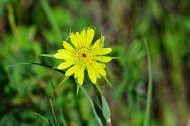 Yellow Salsify Tragopogon Dubius Observed By Larryhalverson On May 30 2017 Inaturalist Org Wild Flowers Cloudy Weather Observation