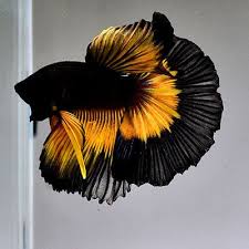 Live Betta Fish Black Butterfly Mustard Large Tail Dc72 Male Rare Find Pet Fish Betta Aquarium Betta Fish