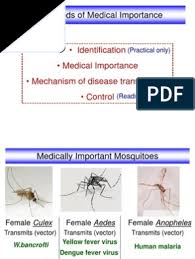 The diseases they vector include arbovirus infections such as west nile virus, japanese encephalitis, or st. Medically Important Mosquitoes Flies 2012 Mosquito Malaria