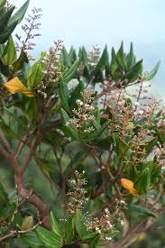 Image result for Vincetoxicum apiculatum