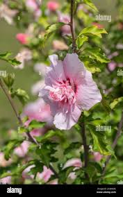 Image result for Hibiscus syriacus ´Pink Chiffon