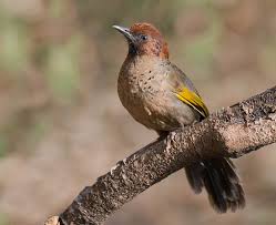 Image result for Erythrocephalum