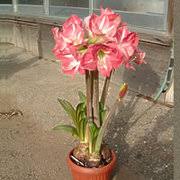 アマリリスの育て方 お手入れ方法 花のプロである生産者が教えます Wfs