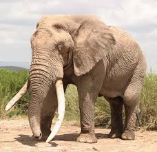 Acoustic Communication Elephant African Elephant Wild Elephant