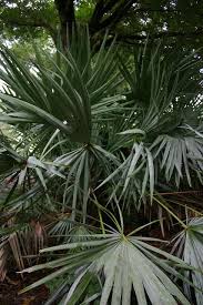 A collection of the best flowering trees for zone 9. 110 Grows In Zone 9 Pasco County Florida Ideas Plants Pasco County Zone 9