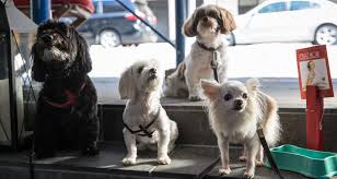 Brewski's was founded by friends and former virginia tech classmates alex benbassat and justin legore. 15 Of The Most Dog Friendly Restaurants Perfect For Dining With Dogs