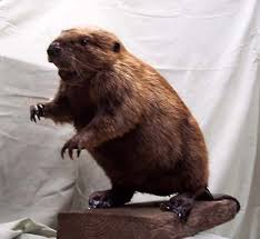 Beaver Taxidermy Awesome Lisa Said Do You Want To See My Beaver Taxidermy Wood Animal Beaver Trapping