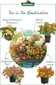 Sommerliches Pflanzenarrangement Pflanzen Sommerblumen Blumenkasten Bepflanzen