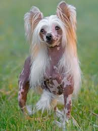 Las 15 Razas De Perros Mas Adecuadas Para Pisos Mascotas 1280 x 720 jpeg 63 kb. las 15 razas de perros mas adecuadas