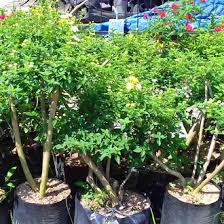 Bunga mawar disebut dengan ratunya bunga karena warna dan keangunan bentuknya. Jual Produk Tanaman Hias Warna Orange Termurah Dan Terlengkap Agustus 2021 Bukalapak