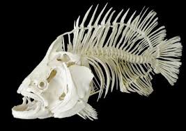 Animal Skeleton Tumblr In 2020 Animal Skeletons Fish Skeleton Animal Bones
