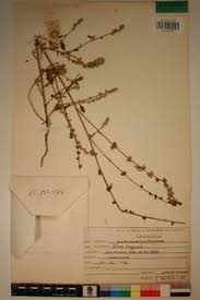 Image result for Celosia trigyna