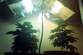 They contain mercury and can take a while to warm up to full brightness. Make The Easiest Cfl Grow Lights Gamer Chronic