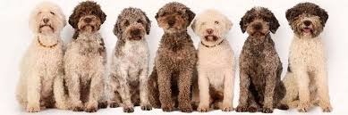 I have had many people want to meet them to see if their allergies acted up and to date, nobody has ever had a reaction to my dogs. Solipse Preziose Diamante