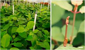 Image result for Mitragyna stipulosa