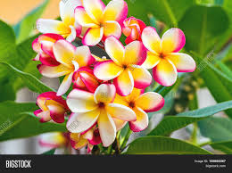 We did not find results for: White Pink Yellow Image Photo Free Trial Bigstock