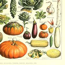 Vintage Poster Print Art Kitchen Vegetable Identification