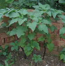 Image result for Nicandra