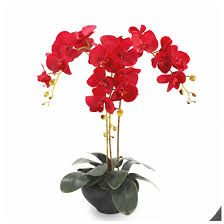 Check spelling or type a new query. Indigo Red Phalaenopsis Orchids 7 Heads Latex Real Touch Orchids Decorative Wedding Flower Orchid Floral Party Interior Trim Real Touch Orchids Wedding Flowers Orchidsreal Touch Aliexpress