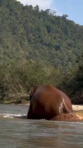 Profile for Trunks Up