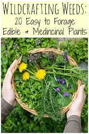 Wildcrafting Weeds 20 Easy To Forage Edible And Medicinal Plants Medicinal Weeds Medicinal Plants Herbs