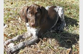 I love to play fetch, i have mad swimming skills and will play in the pond or river with you all. Scout The German Shorthaired Pointer Dailypuppy Com German Pointer Puppy German Shorthaired Pointer Pointer Puppies