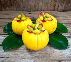 Image result for Garcinia punctata