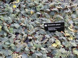 Image result for Aeschynomene fluitans