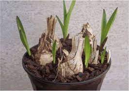 Pictures And Text Showing How I Repot My Cymbidium Orchids Cymbidium Orchids Orchids Garden Orchid Plant Care