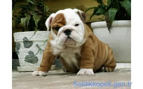 Ingiliz Bulldog Fiyatlari 0534 467 6979 Ingiliz Bulldog Bulldog Yavru Kopek