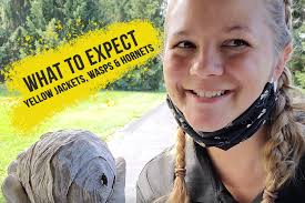 Wasps and Yellow Jackets? Here's what to expect!