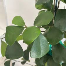 Image result for Ficus natalensis