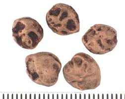 Image result for Lannea antiscorbutica