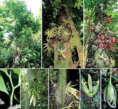 Image result for Monoon