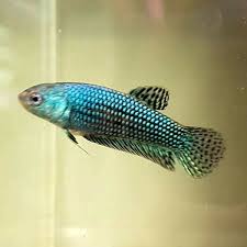 Pin On Betta Fish