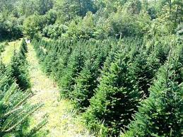 Maybe you would like to learn more about one of these? The Best Christmas Tree Farms In Maine Wolf Cove Inn