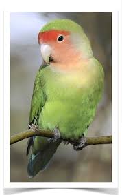 Lovebirds For Sale Peach Faced Pet Bird Sale In 2020 Love Birds Pet Bird Bird