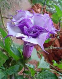 Looking to plant perennial flowering shrubs? 370 Flowers For Zone 8 Ideas Flowers Plants Perennials