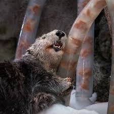 I Think This Enrichment Activity Is A Hit December 12 2018 Otters Enrichment Activities Enrichment
