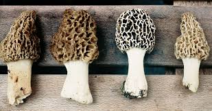 Handle your morels with tlc (tender loving care) when you harvest, when you place them in the. The Mighty Morel Mushroom Quarto Knows Blog